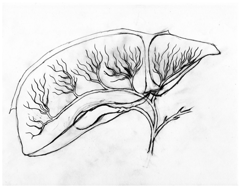 A black and white line drawing of a liver with biliary system. The gallbladder is smaller than in  Lia's final embroidery.