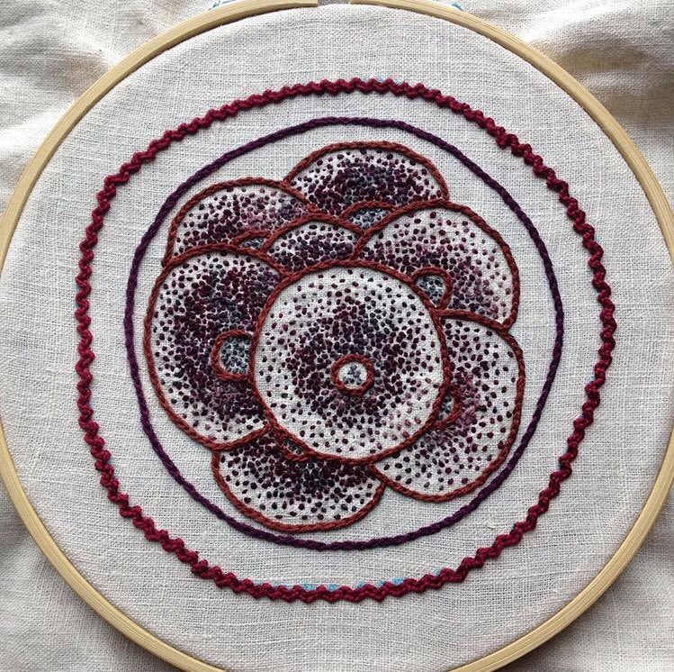 An embroidery of many cells dividing on off-white linen in a bamboo hoop. The colours are mostly deep purples and pinks. The imagery is very detailed.