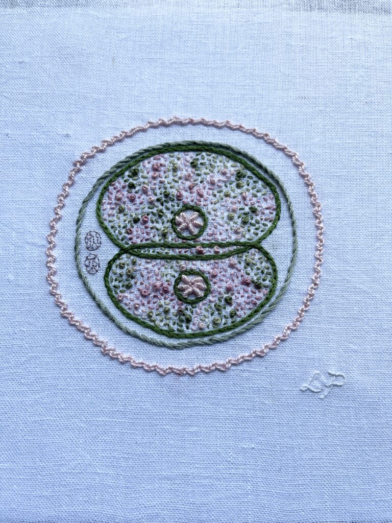 Two reproductive cells dividing embroidered on white linen. The edges of the dividing egg cells and the nucleus membranes are in bluish mossy green split stitch. A circle of light green stem stitch is the cell membrane. The corona radiata is pastel pink zig zag chain stitch. The nucleolus of each cell is in pastel pink bullion stitch. The polar bodies are stitched in mauve single strand back stitch. The cytoplasm is stitched in variegated pink to green thread in a mix of seed stitch and French knots. Lia’s initials are stitched in white whipped back stitch.
