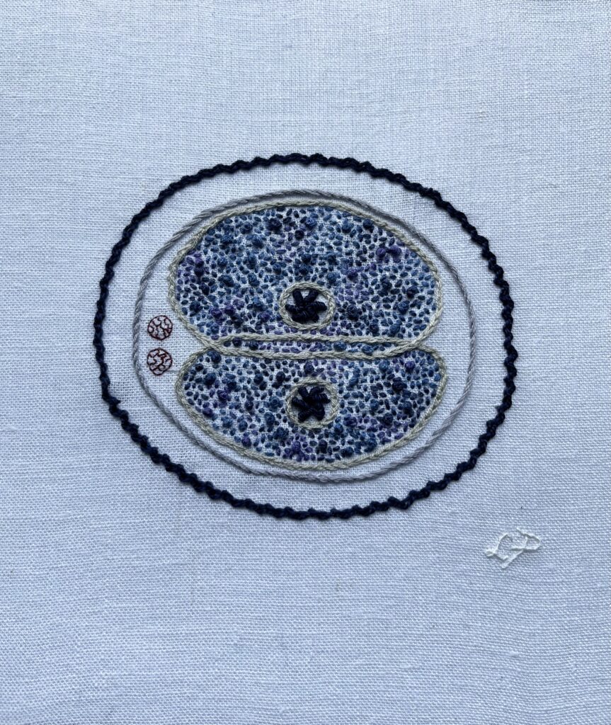 Two reproductive cells dividing embroidered on white linen. The edges of the dividing egg cells and the nucleus membranes are in light grey split stitch. A circle of light purple stem stitch is the cell membrane. The corona radiata is in dark navy zig zag chain stitch. The nucleolus of each cell is in navy bullion stitch. The polar bodies are stitched in burgundy single strand back stitch. The cytoplasm is stitched in variegated blue/purple thread in a mix of seed stitch and French knots. Lia’s initials are stitched in white whipped back stitch.