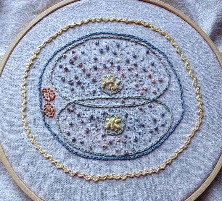 An embroidery of a cell dividing into two cells. The colours are muted pastels and each aspect of the cell is done in a different stitch. 